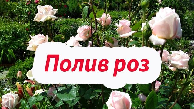 Розы.Особенности ухода в августе.Подкормка,полив,защита от болезней и вредителей. смотреть онлайн
