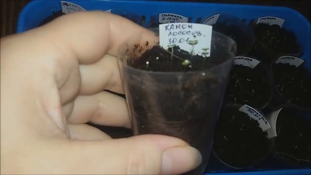 Всходы петунии. Калибрахоа. Уход за всходами.