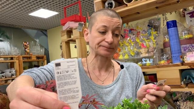 Бонсай | Восточное искусство карликовых садов | Карликовые деревья смотреть онлайн