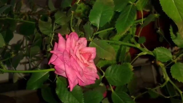 Зимовка комнатной розы. Как должна зимовать роза в горшке на подоконнике? смотреть онлайн