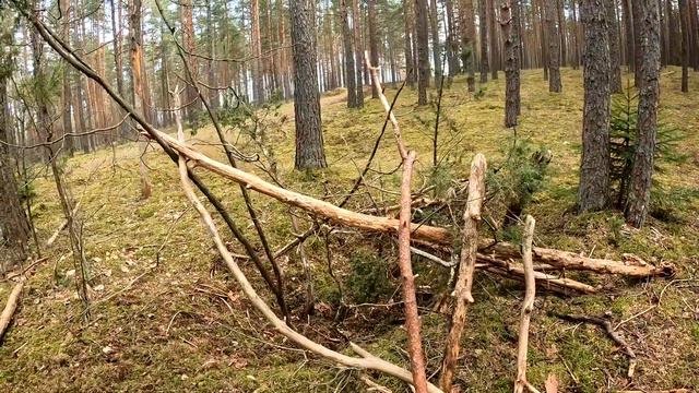 Прогулки по лесу | К озеру/ Лисья нора? смотреть онлайн