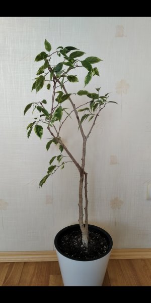 Осенняя обрезка фикуса Бенджамина. Фикус после реанимации.