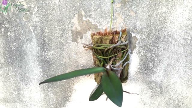 Orquídeas na CHUVA. Saiba como garantir a sua PLENA Saúde mesmo em períodos chuvosos. смотреть онлайн