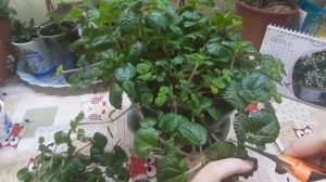 ? Пилея монетолистная? Формировка?