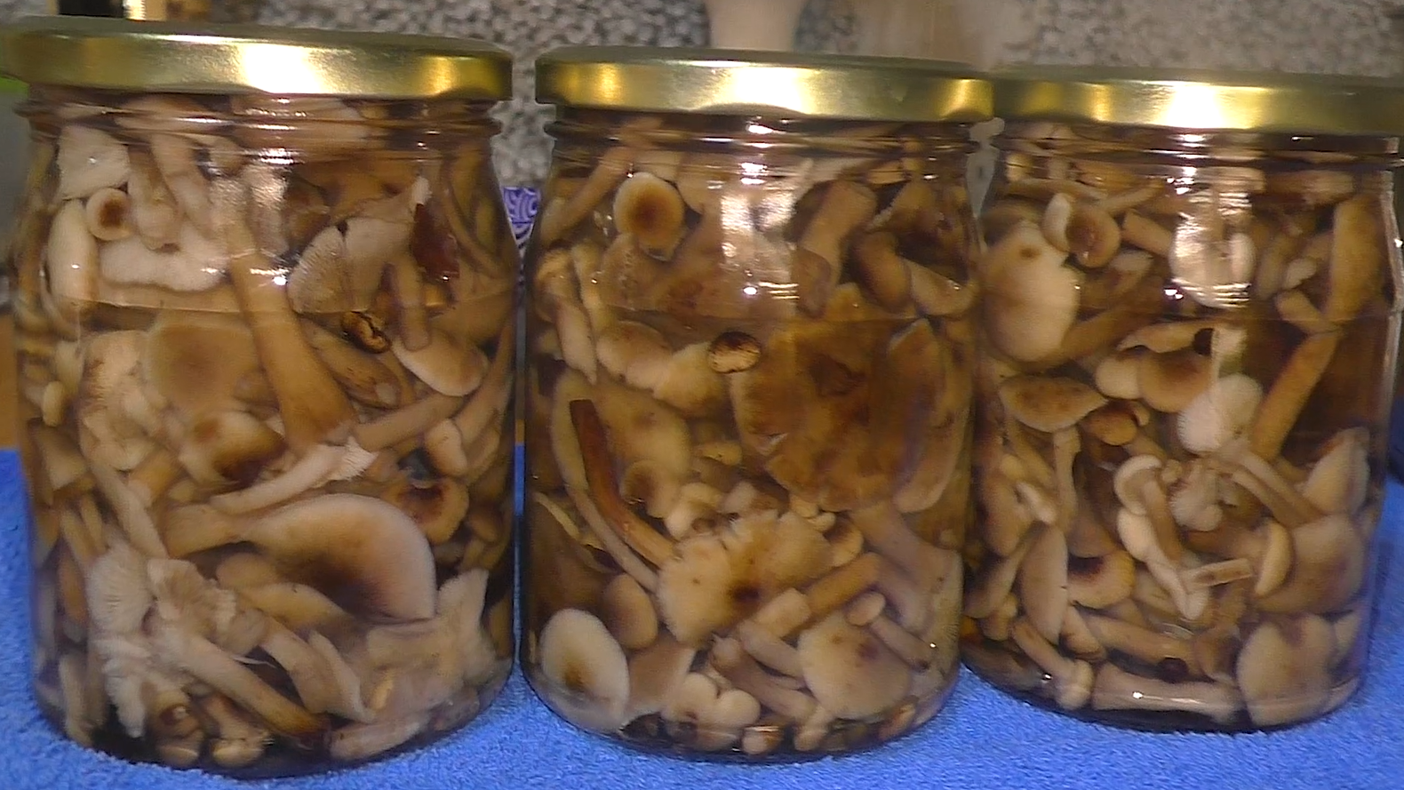 Как ЗАСОЛИТЬ лесные ОПЯТА на зиму ВКУСНО! Горячий способ, БЕЗ КИСЛОТЫ. Сколько ВАРИТЬ ОПЯТА для ЛЮБЫ смотреть онлайн