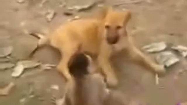 Приколы с разными животными смотреть онлайн