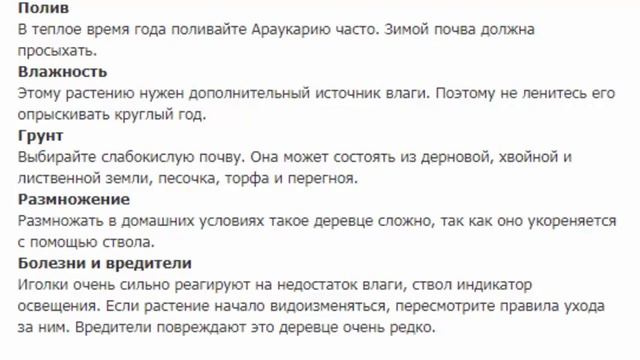 Араукария разнолистная смотреть онлайн