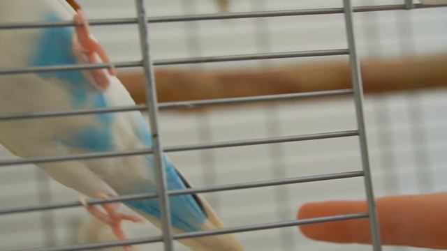 How to Make Your Budgie Trust You смотреть онлайн