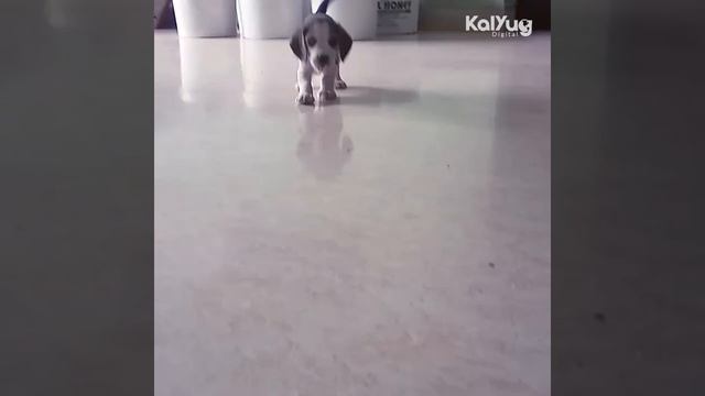 Bluno I Blue | Beagle | Dog | I love my dog and he loves me смотреть онлайн