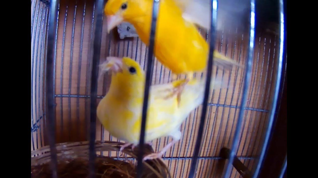 Спаривание канареек.