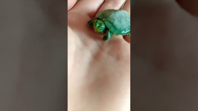 #животные #популярность #рекомендации #черепаха #домашниеживотные #shorts #tiktok смотреть онлайн