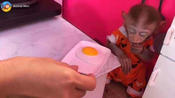 Animal Baby Monkey Mini fried eggs, Mini Monkey, Animals Home