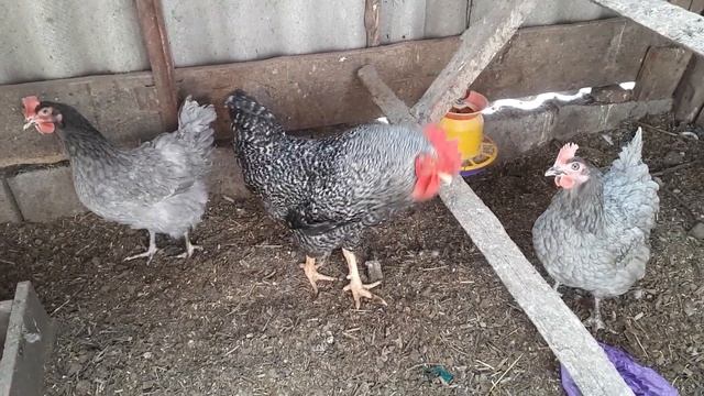Вылупились цыплята.Чем кормим и поим.Разводим индюков. смотреть онлайн