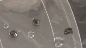 Как вырастить Стрелицию королевскую из семян. Выращивание Райской птицы из семян