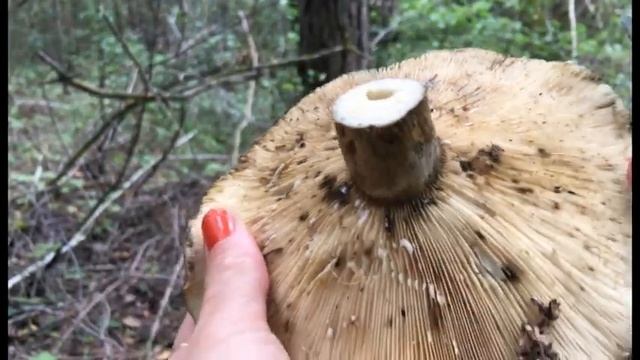 ГРУЗДЬ ЧЕРНЫЙ: как выглядит и как узнать Lactarius necator смотреть онлайн