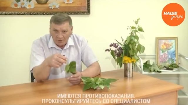 полезные отвары из листьев тополя смотреть онлайн