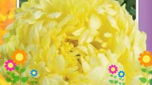 Астра пионовидная Пионовидная желтая башня. Краткий обзор, описание характеристик, где купить семен