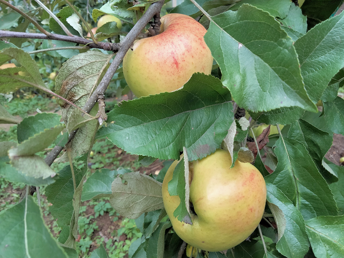 ОСЕННИЕ ЯБЛОКИ смотреть онлайн