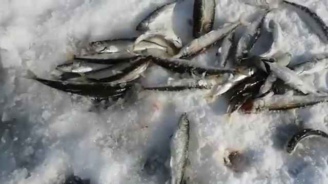 Рыбалка на Сахалине зима 2020 смотреть онлайн