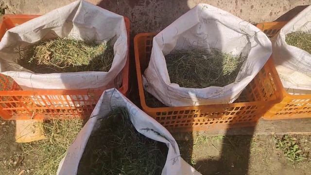 Дела Огородные. Огурцы В Мешках. Посадка. смотреть онлайн