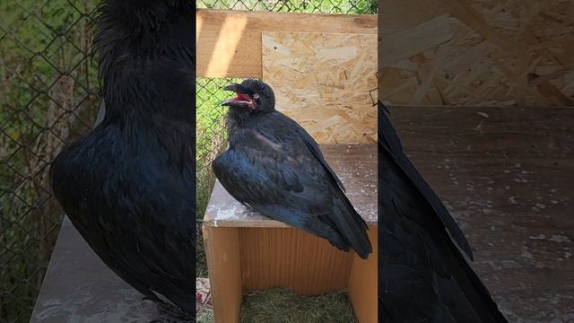 Чёрный Ворон - его особенности содержания и воспитания?? смотреть онлайн