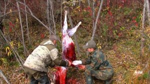 Разделка Сибирской косули Ножом ЛУЧ