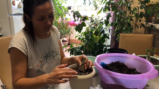 АДЕНИУМ ФОРМИРУЕМ КОРНИ ЧАСТЬ 4 / ADENIUM FORMED ROOTS PART 4 смотреть онлайн