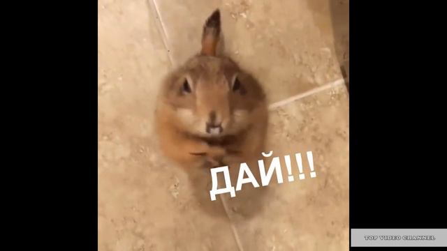 Маленький зверек что то просит смотреть онлайн