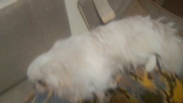 собака лежит на диване смотреть онлайн