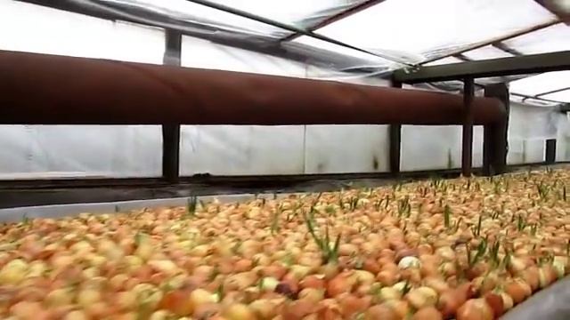 Отопление теплиц смотреть онлайн