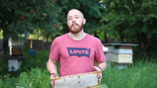 МЕД В СОТАХ. ЧЕМ ПОЛЕЗЕН СОТОВЫЙ МЕД?