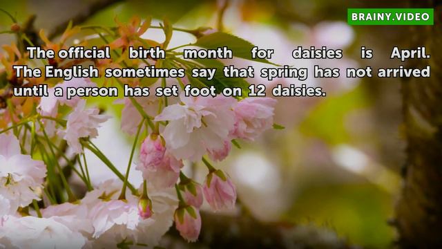 What Is the Meaning of Daisy Flowers? смотреть онлайн