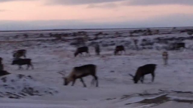 Олени Новый Порт смотреть онлайн