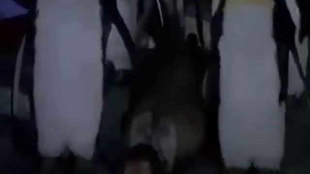 PENGUIN'S DEATH смотреть онлайн