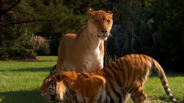 Как появилась самая большая кошка в мире   лигр  Где живет, гибрид льва и тигра  Интересно о лигре