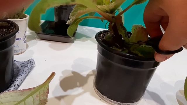 Размножение глоксинии макушечным черенком. Обновление глоксинии. смотреть онлайн