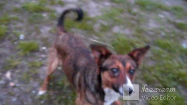 А СИРЕНЬ ЦВЕТЁТ БЕЛАЯ !!!