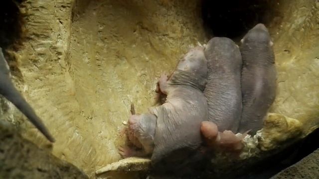 Nace una camada de rata topo (Heterocephalus glaber) en BIOPARC Valencia смотреть онлайн