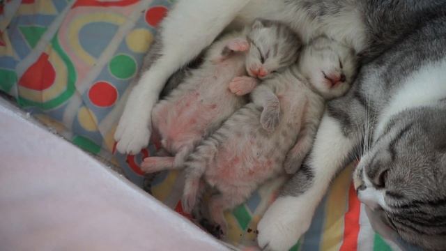 Новорожденные котята - 2