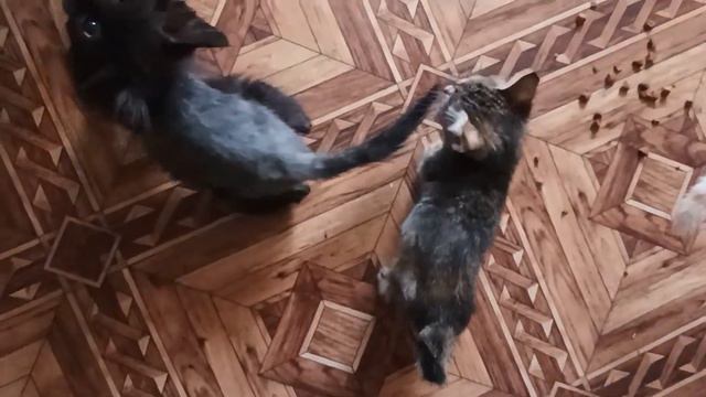 МОИ КОТЯТКИ ЛЮБЯТ Сосиски.УТРО 13.08.22 смотреть онлайн