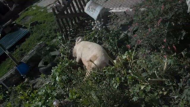 Даже свинья, отдыхает лучше чем ты :D смотреть онлайн