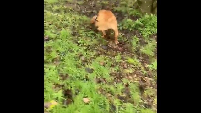 Смешной Кокер спаниель Оскар / Cocker Spaniel / Valentyna life смотреть онлайн