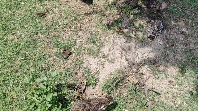 Гуси,утки,индюки на выгулме смотреть онлайн