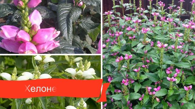 Рассказываю какие цветы посадить в августе. Они порадуют цветением в следующем году. Часть 2 смотреть онлайн