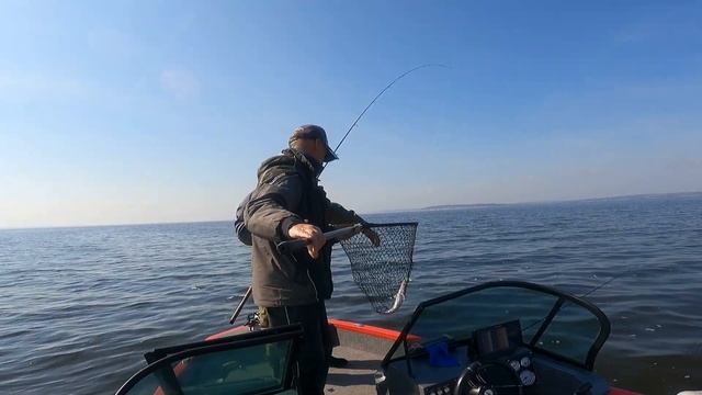 Рыбалка с егерем. Ловля хищника на Волге 2021. Часть 1 смотреть онлайн