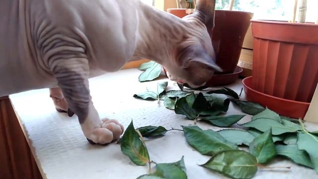 Sphinx and dry leaves (Сфинкс и сухие листья) смотреть онлайн