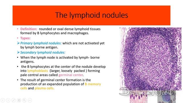 5b-Histology of the lymph node-Blood and lymphoid system смотреть онлайн