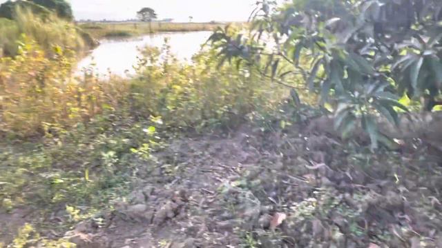 Checking mango farm after typhoon смотреть онлайн