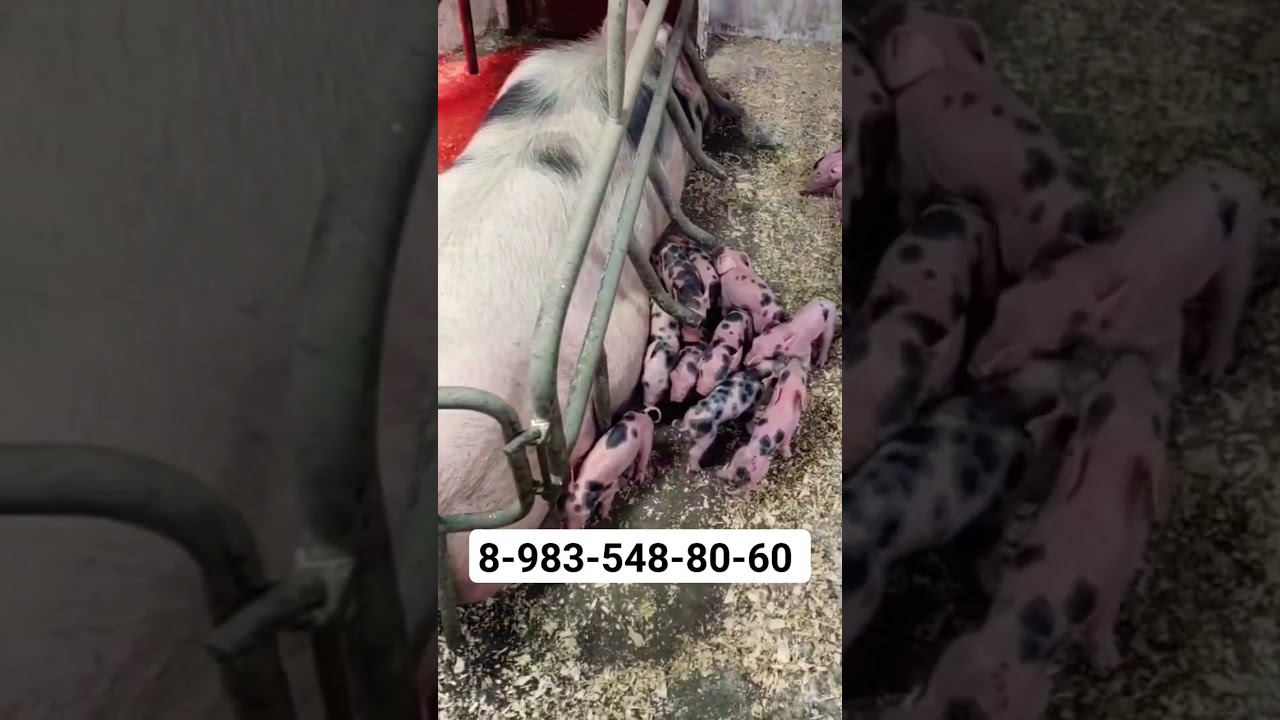 @million_on_pigs #миллионнасвиньях #хозяйство #деревня смотреть онлайн