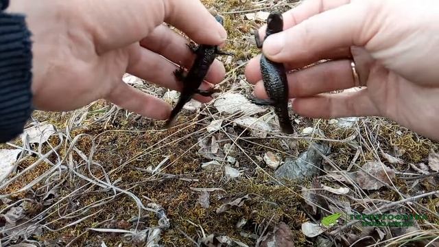 Как отличить самца от самки гребенчатого тритона (Triturus cristatus)? смотреть онлайн